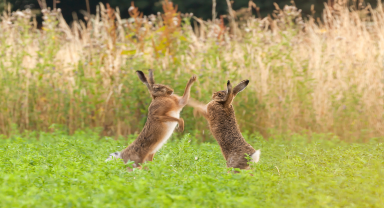 Spread of the Month: Mad March Hare