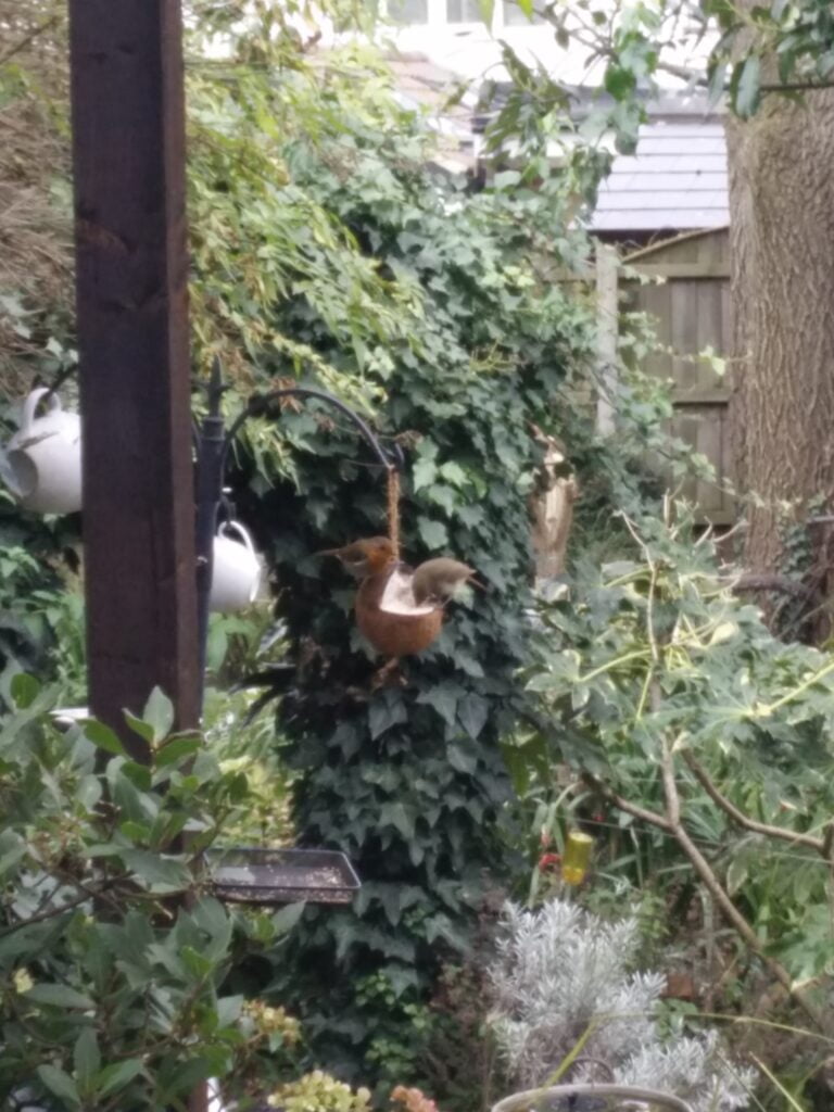 Magenta’s Musings: Garden Birdwatching